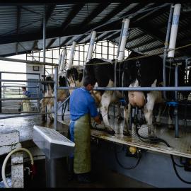 At the control panel in the rotary milking shed on the Lincoln University dairy farm is Sean Calvert, September 1991 02
