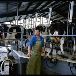 At the control panel in the rotary milking shed on the Lincoln University dairy farm is Sean Calvert, September 1991 03