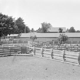 Sheep yards at the back drive, opposite the present tennis courts, circa 1950s