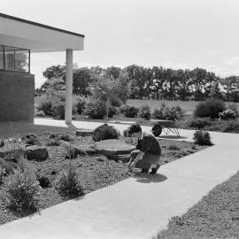 Landscaping in progress outside George Forbes Memorial Library, c1960 (Blackmore Neg 5110)