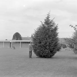 Large conifer with George Forbes Memorial Building in background c1960 (Blackmore Neg 5133)