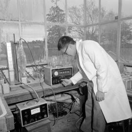 Mr E Chen of Singapore determining the uptake of radioactive phosphorus by small pine trees, 1963 (Blackmore Neg 5180)