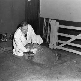 D. D. Hart demonstrates sheep shearing (Blackmore Neg 5184)