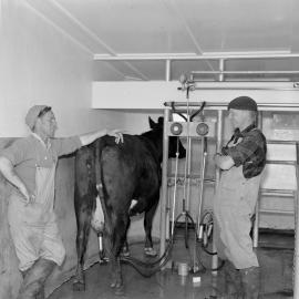 Milking a cow using a mechanical milking machine (Blackmore Neg 5185)