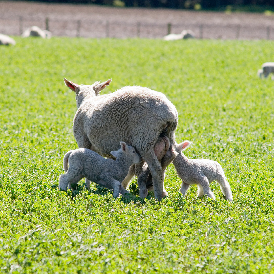 24 March 1983
Waihora sheep breeding system