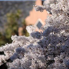 Lincoln Campus in Spring, 12 September 2006 (16)
