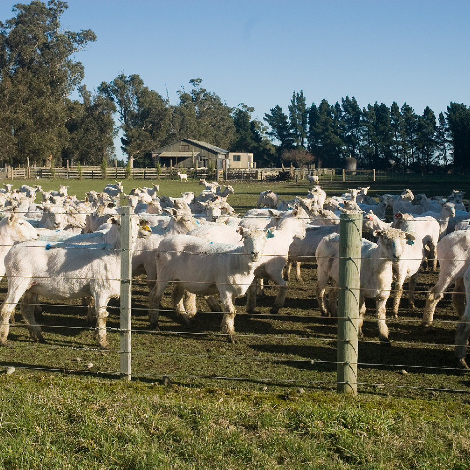 12 October 1983
Women on the increase in the wool industry