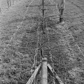 David Jackson training grapevines, Lincoln College vineyard, 16 September 1979 01