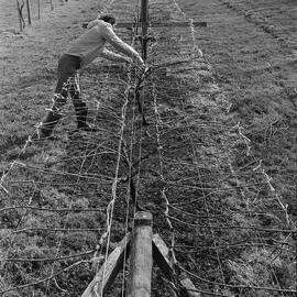 David Jackson training grapevines, Lincoln College vineyard, 16 September 1979 03