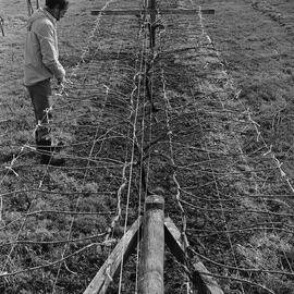 David Jackson training grapevines, Lincoln College vineyard, 16 September 1979 04