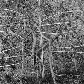 David Jackson training grapevines, Lincoln College vineyard, 16 September 1979 05