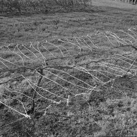 David Jackson training grapevines, Lincoln College vineyard, 16 September 1979 06