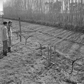 David Jackson training grapevines, Lincoln College vineyard, 16 September 1979 07