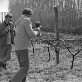 David Jackson training grapevines, Lincoln College vineyard, 16 September 1979 08