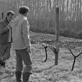 David Jackson training grapevines, Lincoln College vineyard, 16 September 1979 09