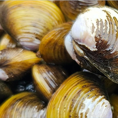 02 December 2025
Gold clam invasion in NZ threatens drinking water for millions of people