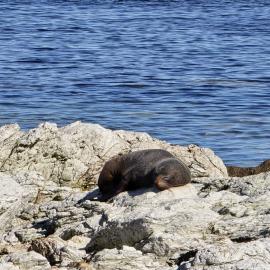 Kaikoura Seal Colony