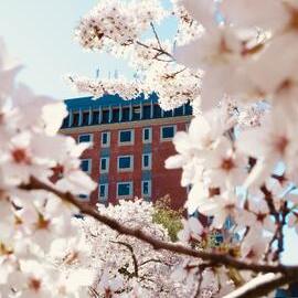 Forbes Building in cherry blossoms
