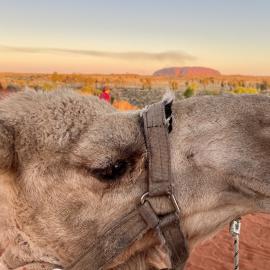 Camel and Uluru, Australia