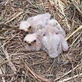 Baby hawks found while roguing tall fescue