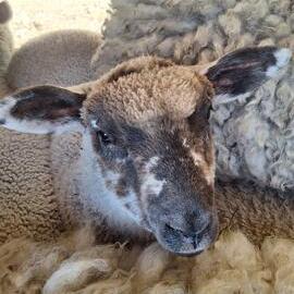 Beautiful patchy faced lamb