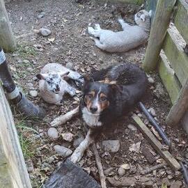 An unlikely pair, a lamb and the sheep dog