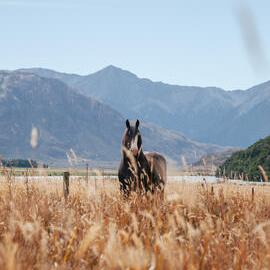 My Clydesdale Stallion 