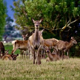 Deer Gathering in Grassy Clearing