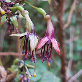 Native fuchsia flowers in Talbot Forest Scenic Reserve, a remnant lowland dry podocarp forest in Geraldine