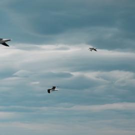Seagulls cutting through strong coastal winds