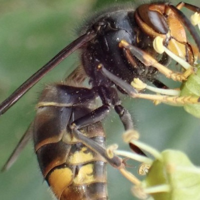 18 December 2025
Yellow-legged hornet won't be the last: The importance of bioprotection