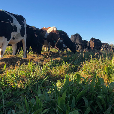 06 January 2025
Balancing nitrogen: science-backed solutions for dairy farmers