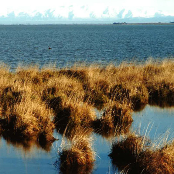 Centre for Māori and Indigenous Planning and Development