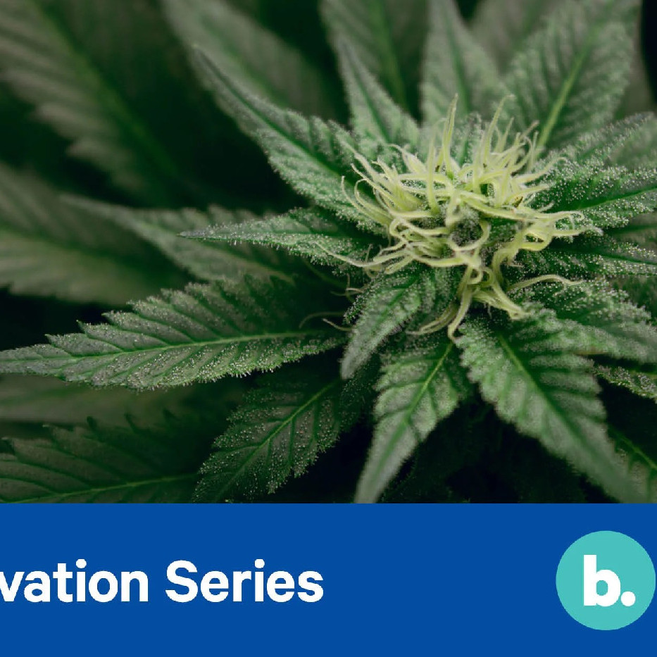 26 May 2022 
Is Cannabis the next big hit?