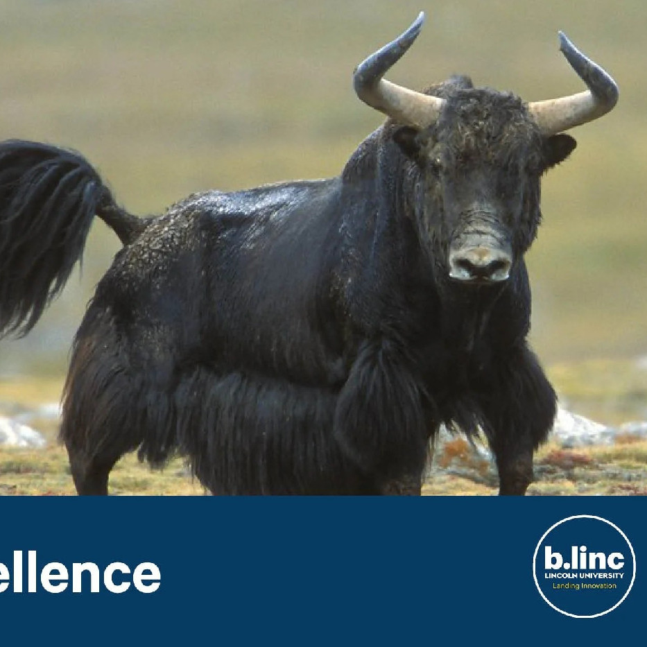 23 October 2024
A Yaks’ Tale: Grassland Production on the Qinghai-Tibet Plateau