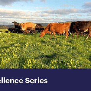 14 October 2025
Reducing nitrate leaching by up to 50%: pathways to low-N dairy systems