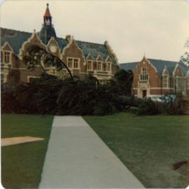 Storm Damage to Monkey Puzzle Tree Outside Ivey Hall (1 August 1975) 01