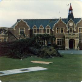 Storm Damage to Monkey Puzzle Tree Outside Ivey Hall (1 August 1975) 02