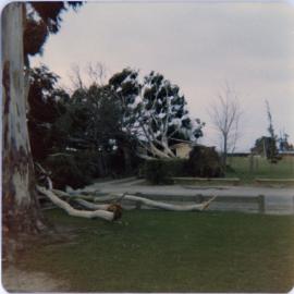Fallen Trees After Storm at Lincoln College, 1 August 1975