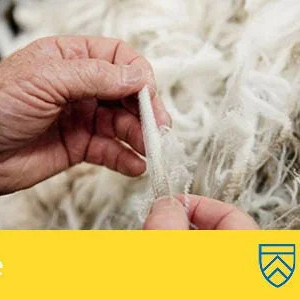 22 July 2025 
Wool Reimagined: Innovation, Strength & the Future of Fibre