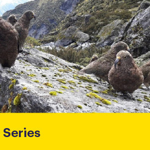 17 September 2025 
Predator-Free Futures: Innovation in Action