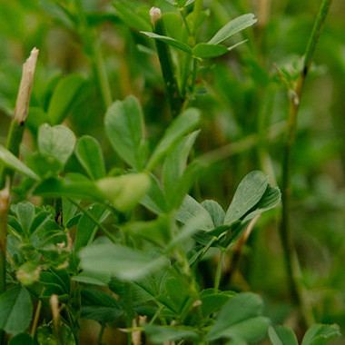 24 March 2026 From research to real-world results: farmers embrace lucerne advice