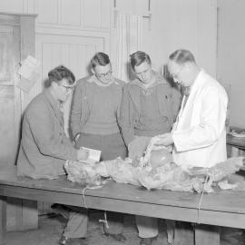 G.G. Thomson with veterinary science students c1962 (Blackmore Neg 5936)