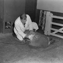 D.S. Hart demonstrates sheep shearing (Blackmore Neg 5953)