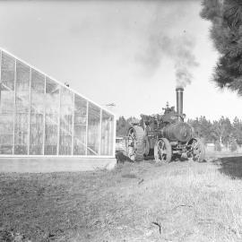 Steam traction engine beside glasshouse, 1960s (Blackmore Neg 5975)