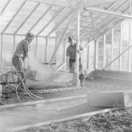 Steam sterilisation of glasshouse soil c1960 (Blackmore Neg 5978)