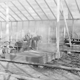 Greenhouse Soil Preparation Activity c1960 (Blackmore Neg.5979)