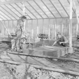 Greenhouse Soil Preparation Activity , 1960s (Blackmore Neg 5980)