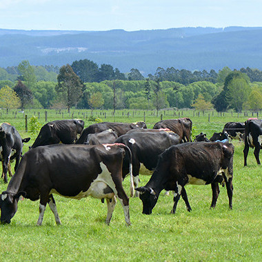 16 April 2026 
Climate change reshapes the economics of New Zealand’s dairy industry