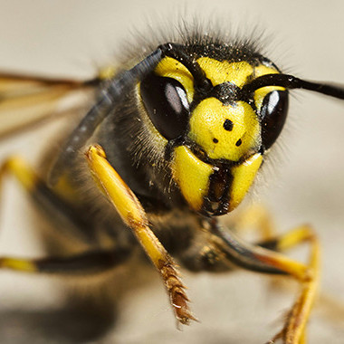 30 April 2026 
Study highlights biosecurity risks of invasive wasps in the South Pacific